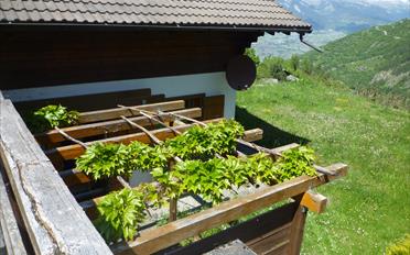 Chalet 5 Zimmer - image - 4