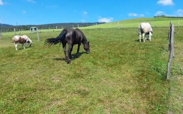 Single house 7 rooms - image - 16