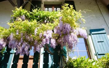 Maison contiguë - image - 11